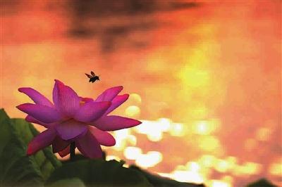 蜜蜂