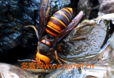 金环胡蜂