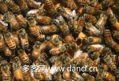 蜂王交尾