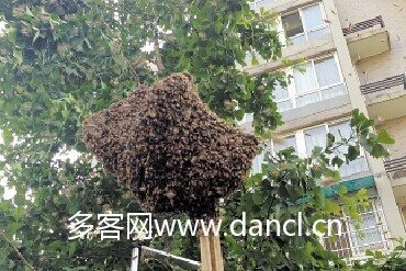 野蜜蜂