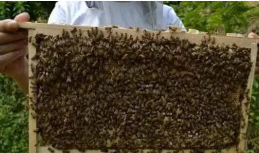 怎样繁殖新蜂王