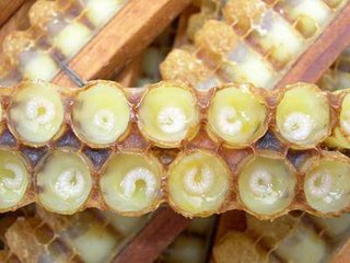 蜜蜂