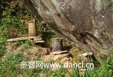 野蜜蜂