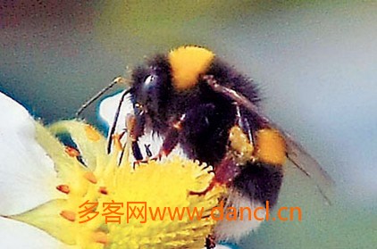 熊蜂