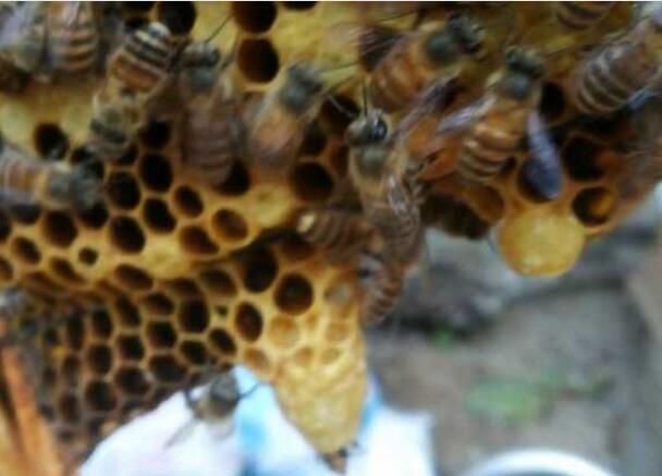移虫育王