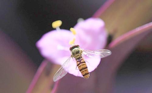 蜜蜂