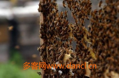 野生蜜蜂