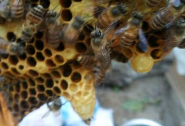 中蜂移虫育王