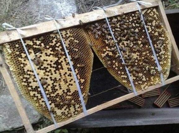 蜜蜂怎样过箱